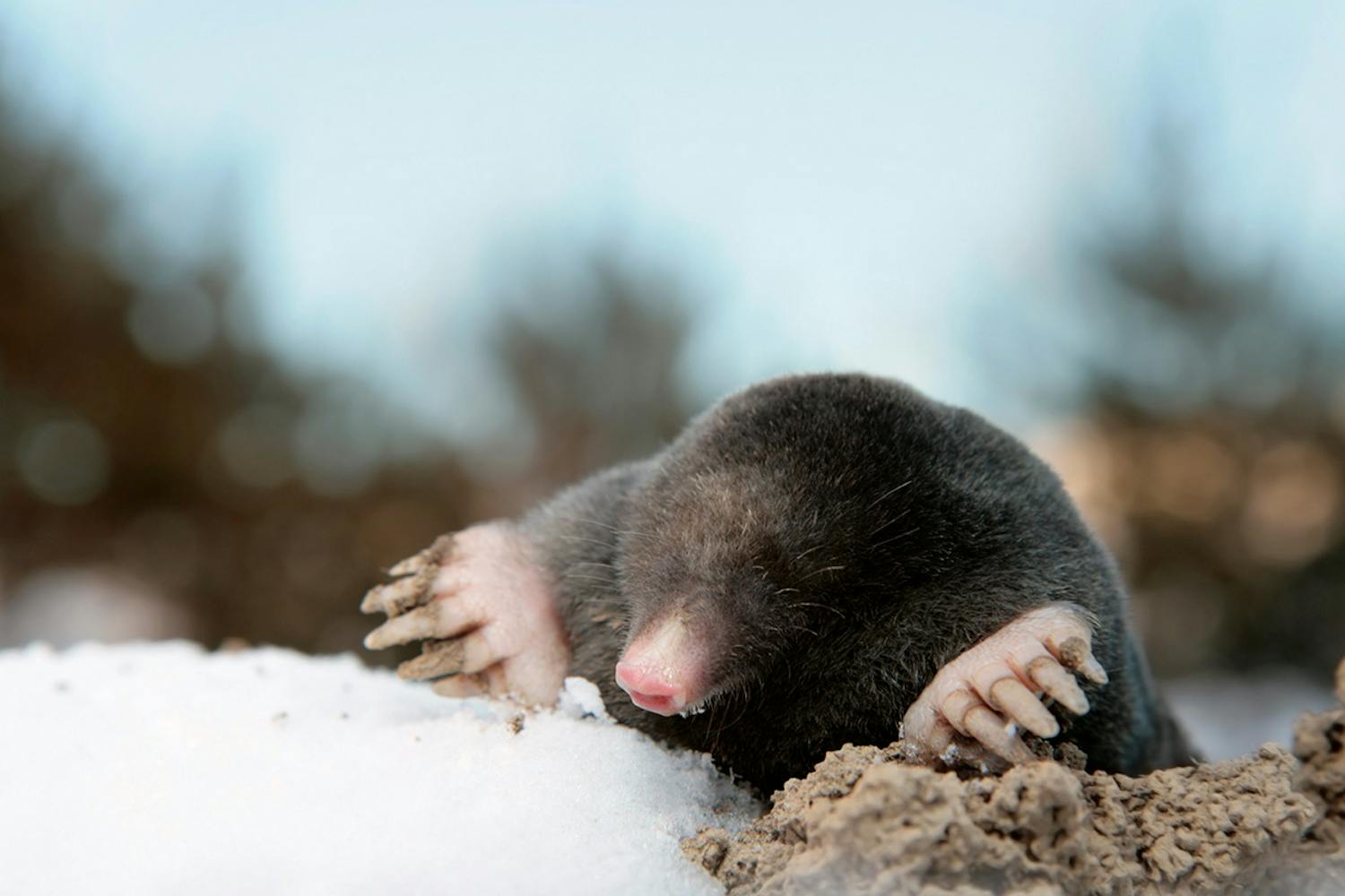Mullvad i trädgården i januari Trädgården i januari: Mullvad